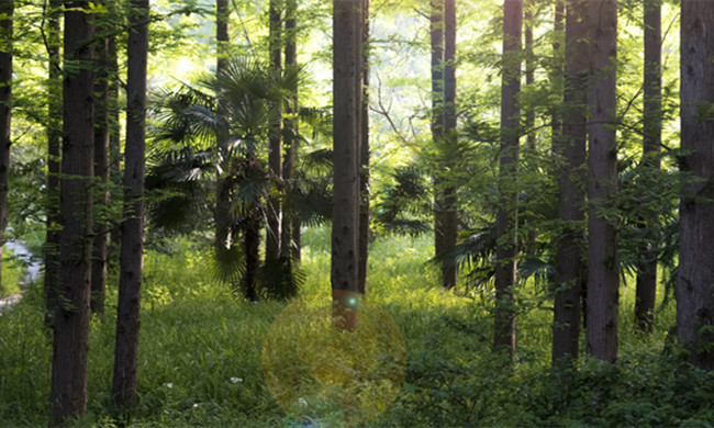 2024年中国森林沼泽化控制行业市场环境及未来竞争态势